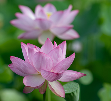 Pink flowers in a peaceful garden house and garden home improvement concept